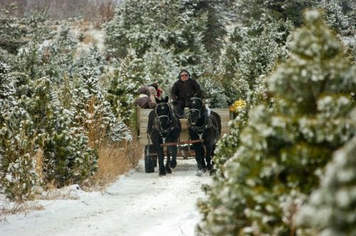 A horse-drawn wagon travels down a snowy path surrounded by evergreen trees. Two people are seated in the wagon.