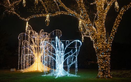 Two illuminated trees adorned with white and yellow lights, creating a festive atmosphere in a dark outdoor setting.
