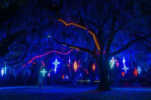 Colorful lights illuminate trees draped in moss, creating a magical nighttime scene.