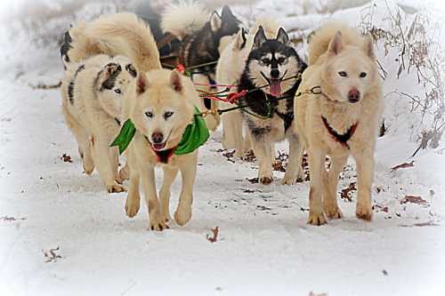 A team of sled dogs, including white and black huskies, runs through snowy terrain, pulling a sled.