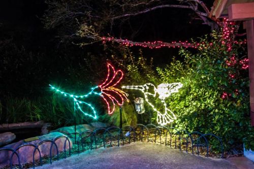 Colorful holiday lights depict a hummingbird approaching a flower in a nighttime garden setting.