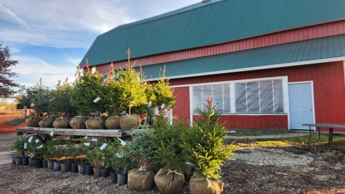 A red barn with a green roof, featuring potted trees for sale in front on a wooden display.