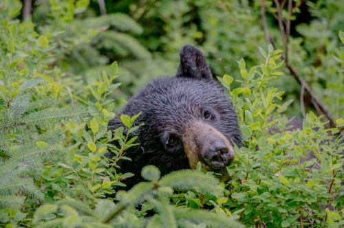 A black bear peeks through lush green foliage, blending into its natural surroundings.
