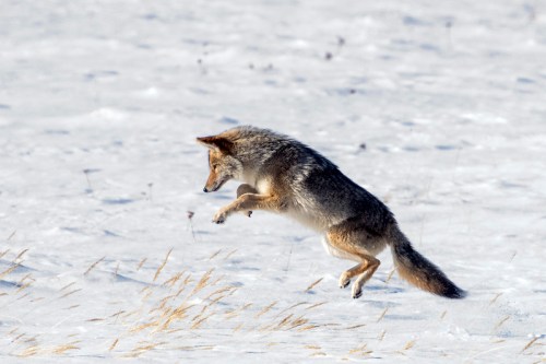 A coyote leaps through a snowy landscape, showcasing its agility against a backdrop of white snow and sparse grass.