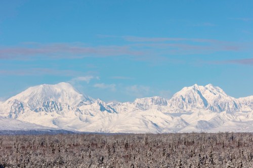 Snow-covered mountains under a clear blue sky, with a forest of trees in the foreground.