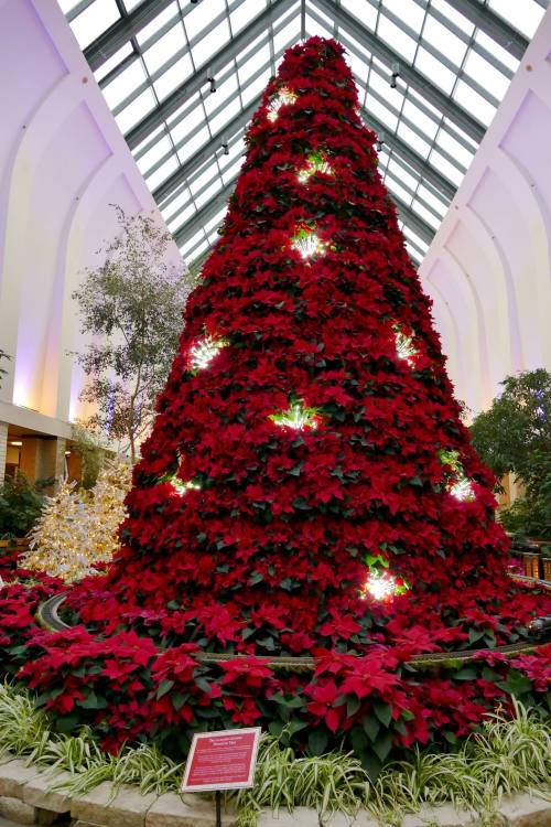 A large Christmas tree made of red poinsettias, illuminated with white lights, inside a glass-roofed atrium.