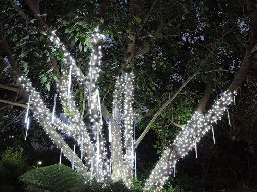A tree adorned with bright white lights hanging from its branches, creating a magical nighttime atmosphere.