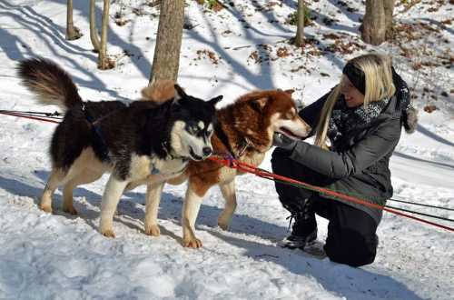 A person kneels in the snow, interacting with two sled dogs, one black and white, the other brown and white.