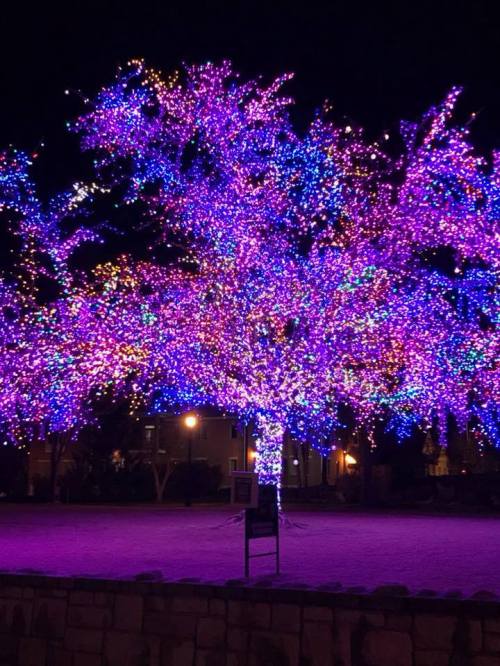 A large tree illuminated with vibrant purple and multicolored lights against a dark night sky.