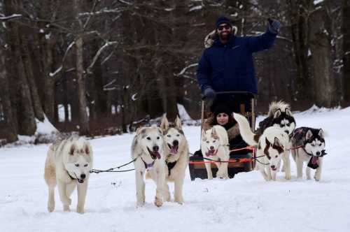 A person in a blue jacket rides a sled pulled by several huskies in a snowy landscape. Trees are in the background.