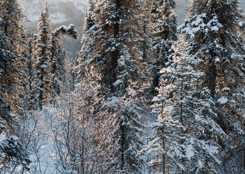 Snow-covered evergreen trees in a serene winter landscape, with sunlight filtering through the branches.