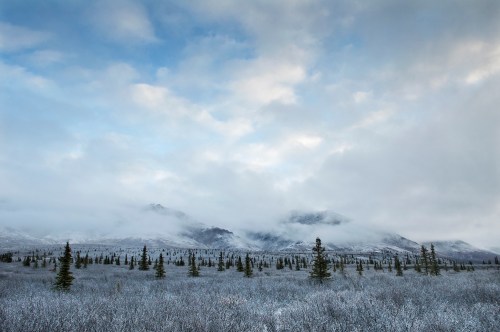 A snowy landscape with scattered evergreen trees and mountains shrouded in clouds under a blue sky.