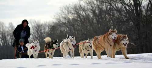 A person and a child lead a team of huskies through snowy terrain, surrounded by trees in the background.