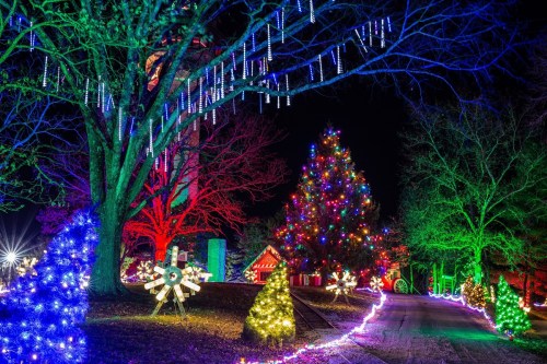 Colorful Christmas lights illuminate trees and a large decorated tree in a festive night scene.