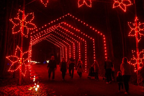 A group of people walking under a canopy of red lights shaped like stars in a dark, wooded area.