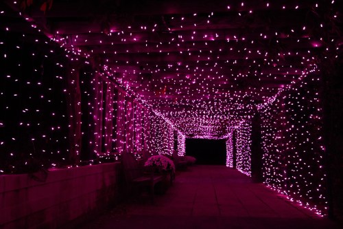 A pathway adorned with vibrant pink string lights, creating a magical, illuminated tunnel effect.