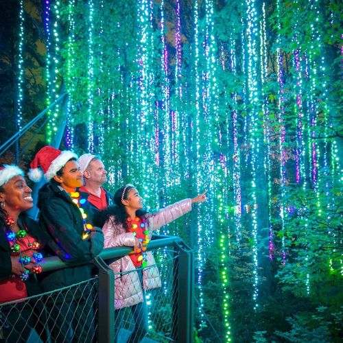 A group of four people in festive attire admire colorful Christmas lights in a forest setting.