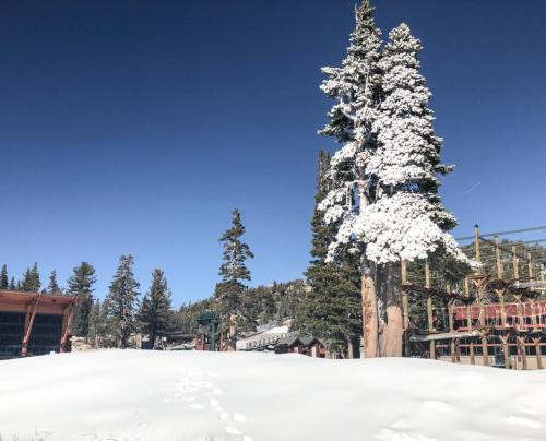 A snowy landscape with tall evergreen trees and a clear blue sky, featuring a ski resort in the background.