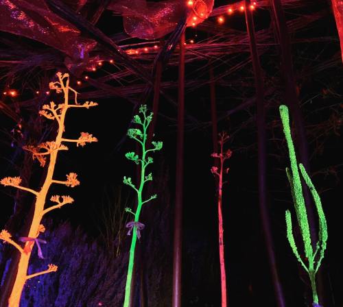Colorful illuminated plants in a dark setting, with vibrant lights creating a whimsical atmosphere.