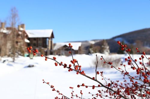 A snowy landscape with a branch of red berries in the foreground and a cozy cabin in the background under a clear blue sky.