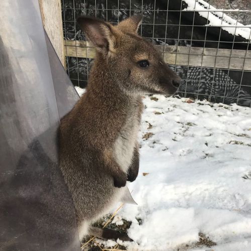 A small wallaby stands on snow, looking curiously at the camera, with a wooden fence in the background.