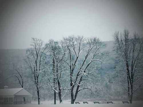 Snow-covered trees stand against a gray sky, with a distant hill and benches visible in a serene winter landscape.