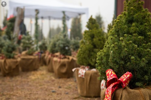 A row of potted Christmas trees wrapped in burlap and decorated with red ribbons, set in a misty outdoor setting.
