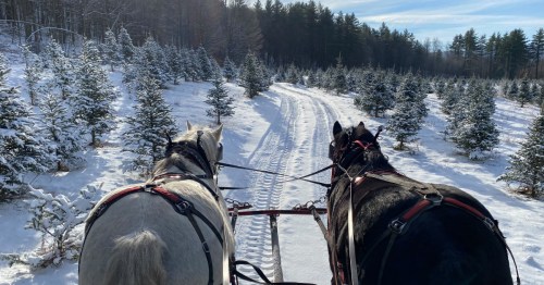 Two horses pull a sled through a snowy forest, surrounded by evergreen trees and a clear blue sky.