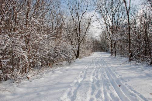 A snowy path winds through a forest, lined with bare trees and covered in fresh snow under a blue sky.