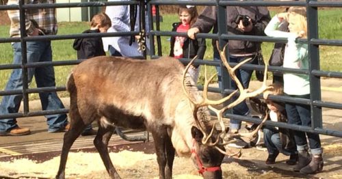 A reindeer in a pen surrounded by children and adults, some watching and others taking photos.
