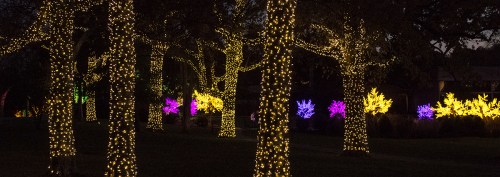 A nighttime scene of trees adorned with yellow and colorful lights, creating a festive atmosphere in a park.