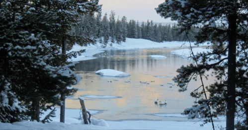 A serene winter landscape with a frozen lake, snow-covered trees, and swans swimming in the water.