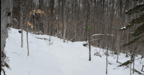 Snow-covered forest path with bare trees and a green trail marker visible in the distance.