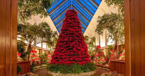 A vibrant indoor garden featuring a large red flower display, surrounded by lush greenery and bright lighting.