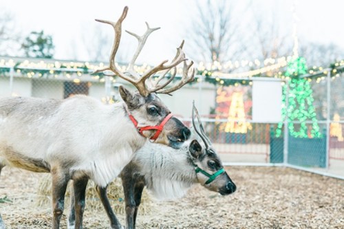 Two reindeer with colorful harnesses stand together in a festive setting, surrounded by holiday lights.