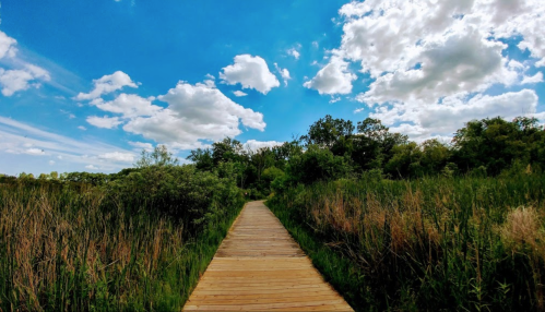 A wooden boardwalk leads through lush greenery under a bright blue sky with fluffy white clouds.