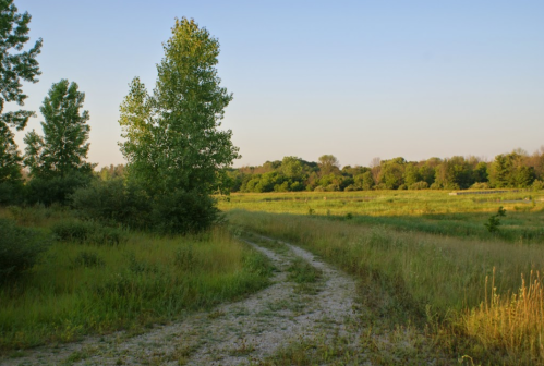 A winding dirt path through a grassy field, surrounded by trees under a clear sky.