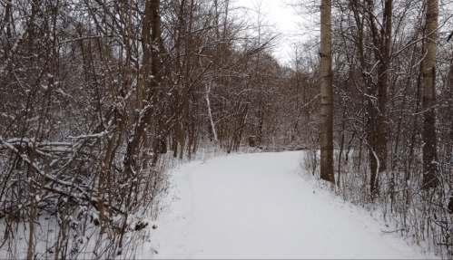 A snowy path winding through a forest of bare trees, creating a serene winter landscape.
