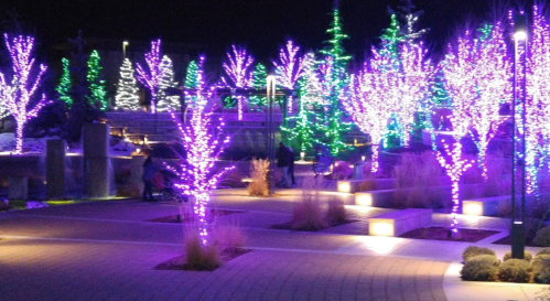 Colorful trees adorned with purple and green lights illuminate a park at night, creating a festive atmosphere.