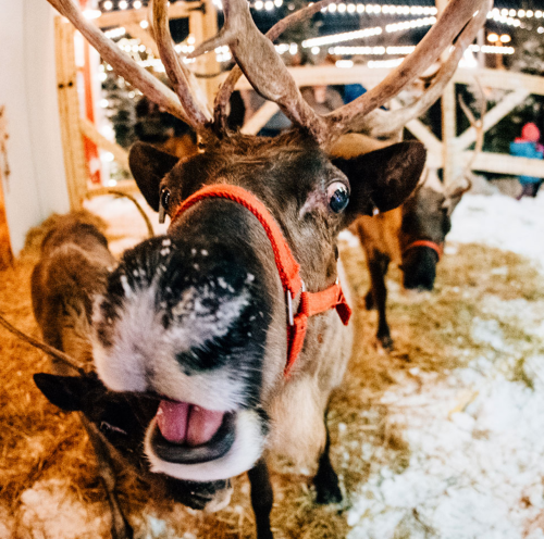 A close-up of a reindeer with antlers, wearing a harness, in a snowy, festive setting with lights in the background.