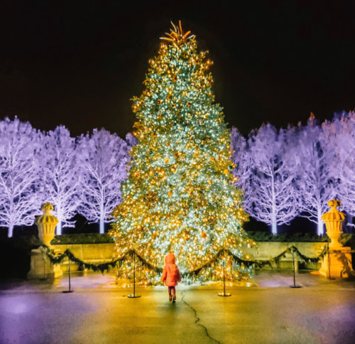 A child in a red coat stands before a brightly lit Christmas tree, surrounded by glowing, frosted trees at night.