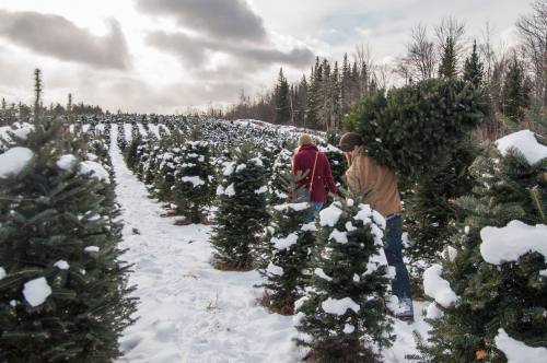 Two people carry a Christmas tree through a snowy tree farm, surrounded by rows of evergreen trees under a cloudy sky.