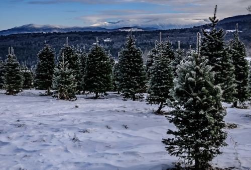 Snow-covered landscape with evergreen trees and distant mountains under a cloudy sky.