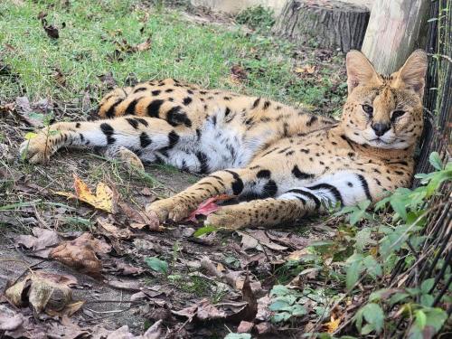 A serval cat lounges on the ground among fallen leaves, showcasing its distinctive spotted fur and relaxed posture.