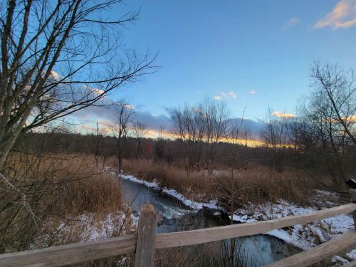 A serene landscape featuring a stream surrounded by tall grasses and trees under a blue sky with scattered clouds.