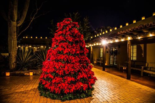 A vibrant red poinsettia tree illuminated at night, surrounded by warm lights and a desert landscape.