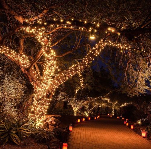 A beautifully lit pathway surrounded by trees adorned with twinkling lights, creating a magical nighttime atmosphere.