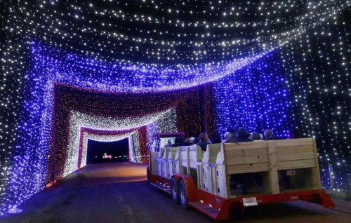 A trailer filled with people drives through a dazzling tunnel of colorful holiday lights.