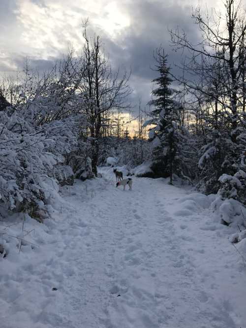 A snowy path through trees with two dogs playing in the foreground under a cloudy sky.