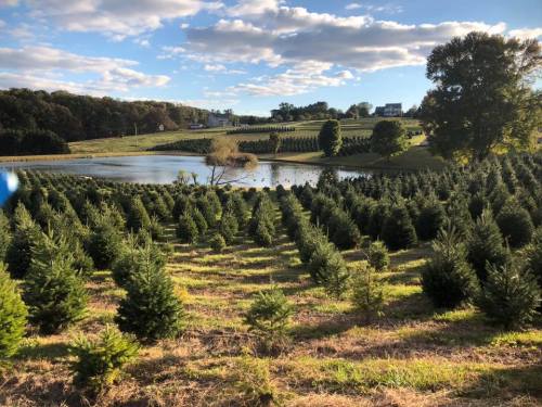 Pine Valley Farms: Of The Best Christmas Tree Farms In Maryland